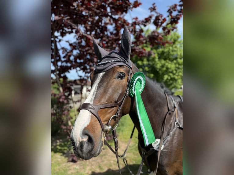 Zangersheide Caballo castrado 5 años 173 cm Castaño oscuro in Bad Driburg