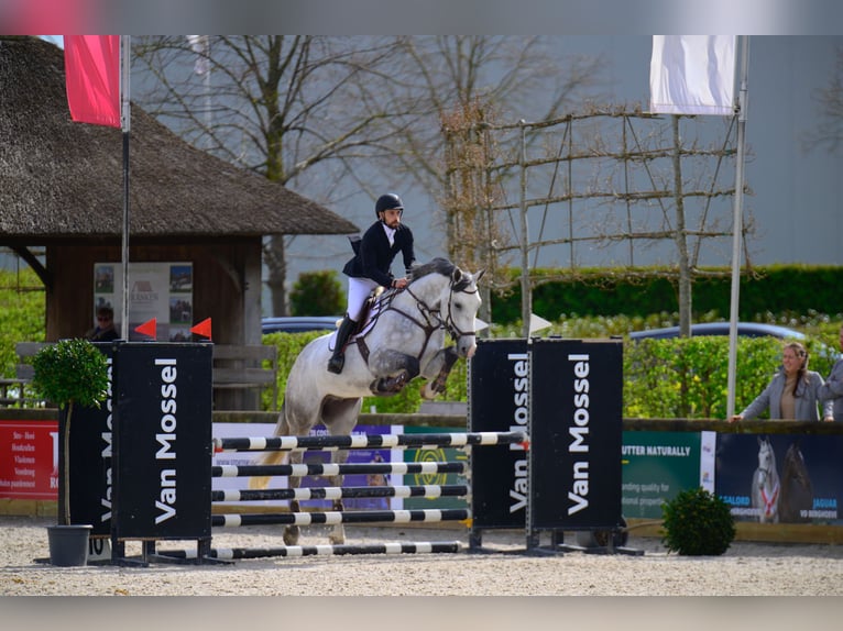 Zangersheide Caballo castrado 5 años 173 cm Tordo in Ranst