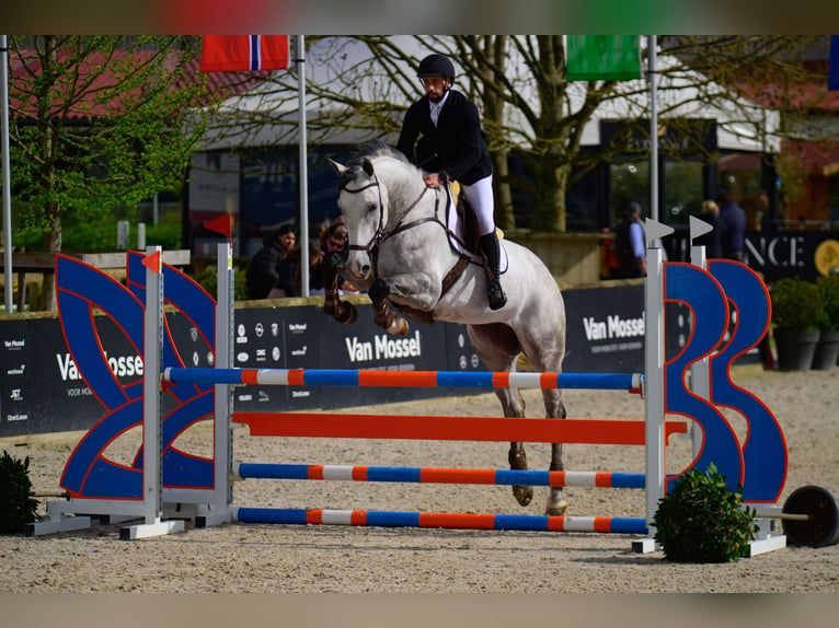 Zangersheide Caballo castrado 5 años 173 cm Tordo in Ranst