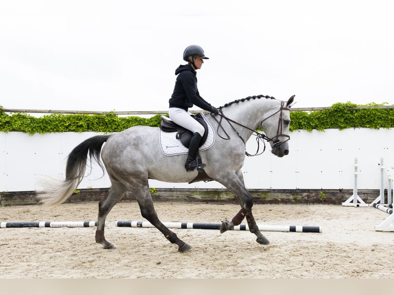Zangersheide Caballo castrado 5 años 173 cm Tordo in Waddinxveen