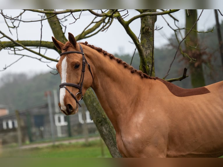 Zangersheide Caballo castrado 5 años 174 cm in GROTE-BROGEL