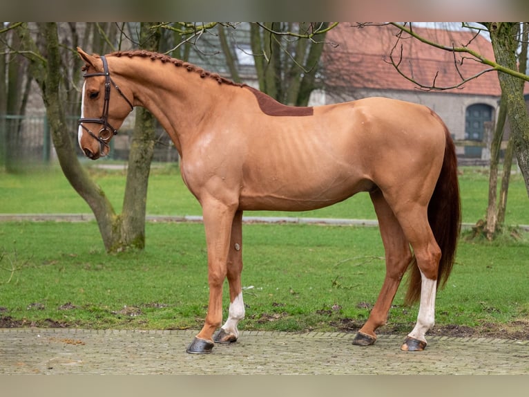 Zangersheide Caballo castrado 5 años 174 cm in GROTE-BROGEL