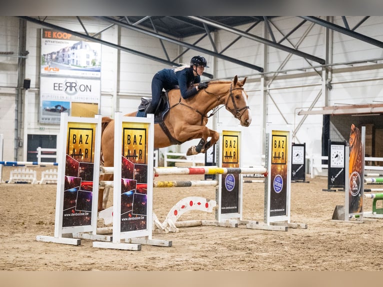 Zangersheide Caballo castrado 5 años 174 cm in GROTE-BROGEL