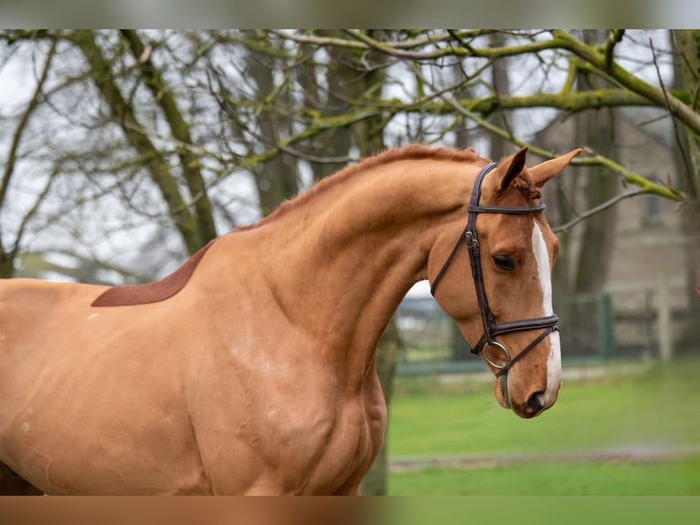 Zangersheide Caballo castrado 5 años 174 cm in GROTE-BROGEL