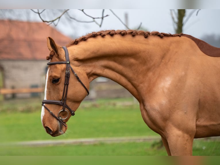 Zangersheide Caballo castrado 5 años 174 cm in GROTE-BROGEL