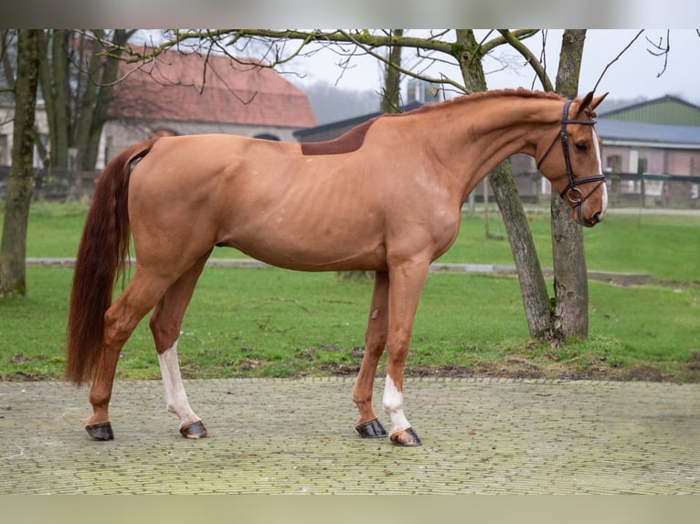 Zangersheide Caballo castrado 5 años 174 cm in GROTE-BROGEL