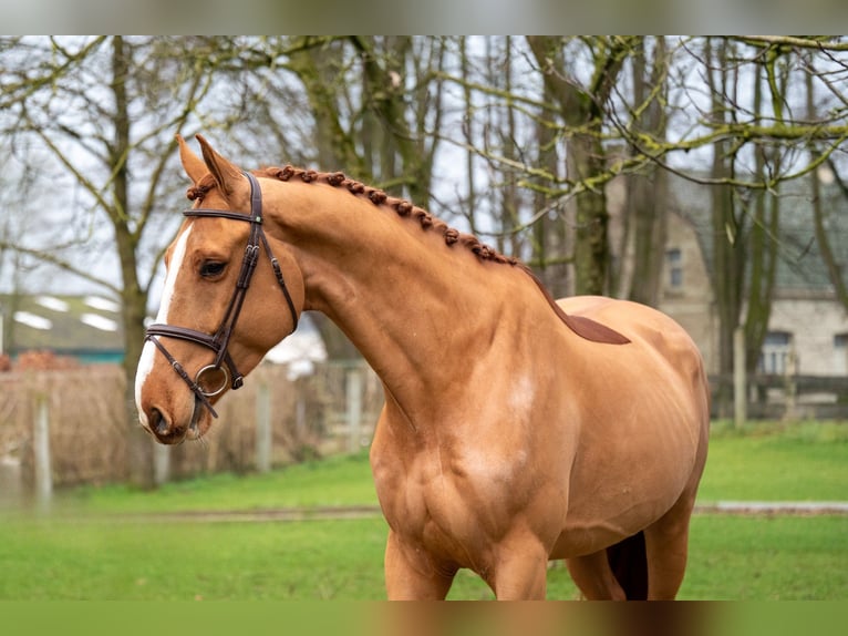 Zangersheide Caballo castrado 5 años 174 cm in GROTE-BROGEL