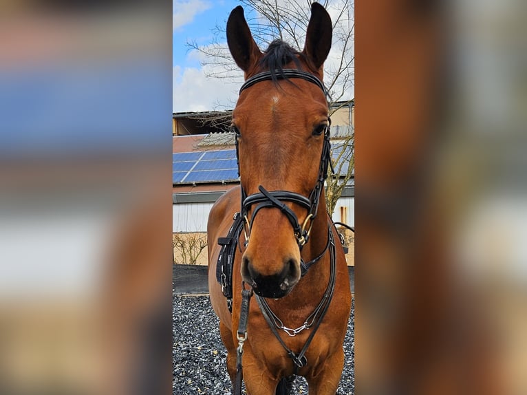 Zangersheide Caballo castrado 5 años 174 cm Castaño in Wörrstadt