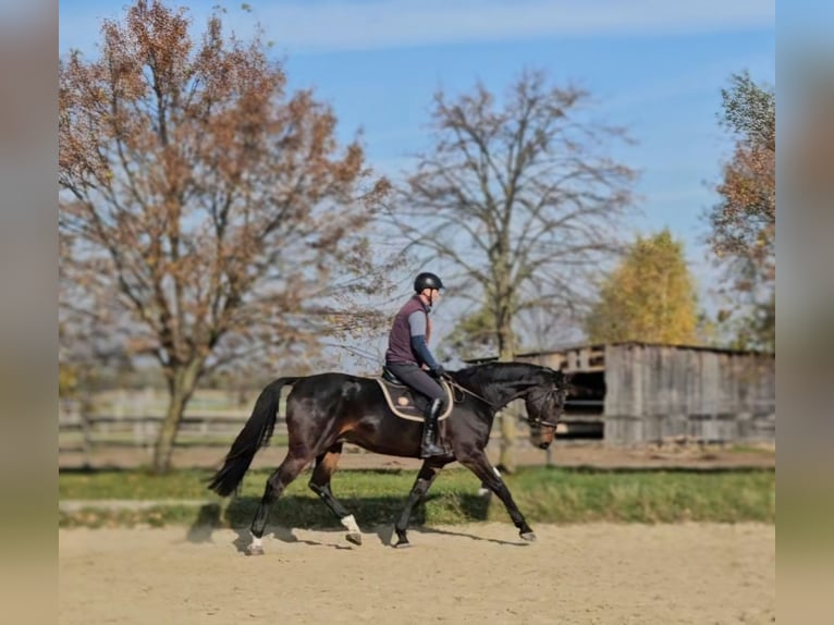 Zangersheide Caballo castrado 5 años 175 cm Castaño in Schattendorf