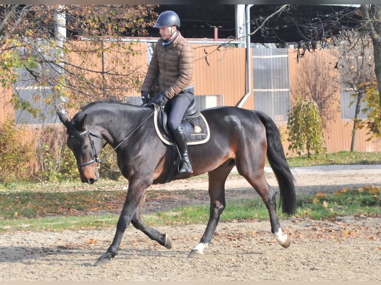 Zangersheide Caballo castrado 5 años 175 cm Castaño in Schattendorf