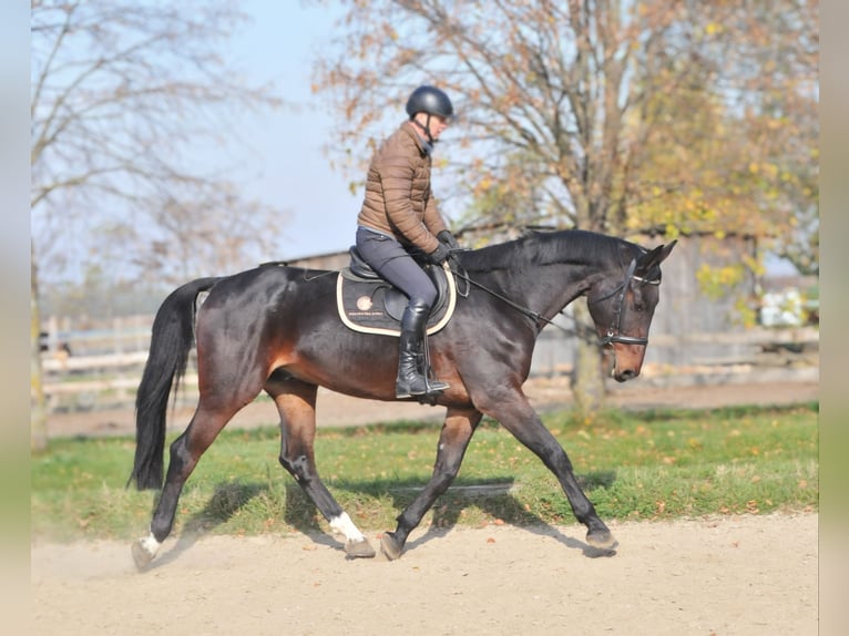 Zangersheide Caballo castrado 5 años 175 cm Castaño in Schattendorf