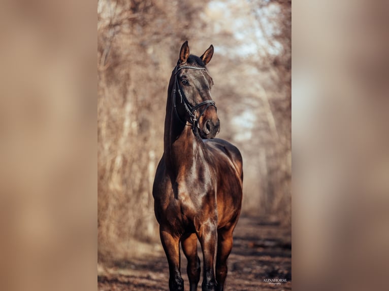 Zangersheide Caballo castrado 5 años 175 cm Castaño oscuro in Winterlingen