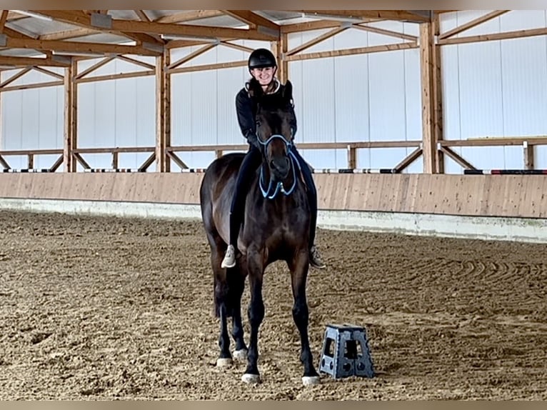 Zangersheide Caballo castrado 5 años 175 cm Castaño oscuro in Winterlingen