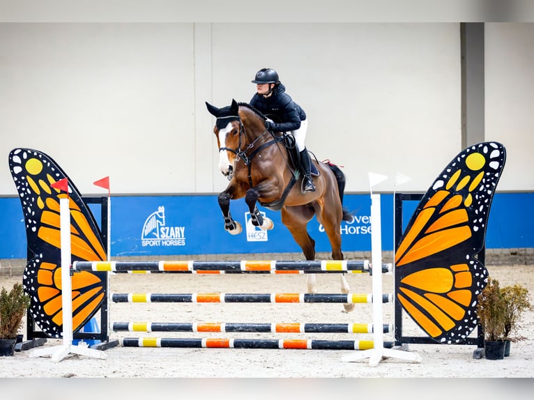 Zangersheide Caballo castrado 5 años 175 cm Castaño rojizo in Wolbrom