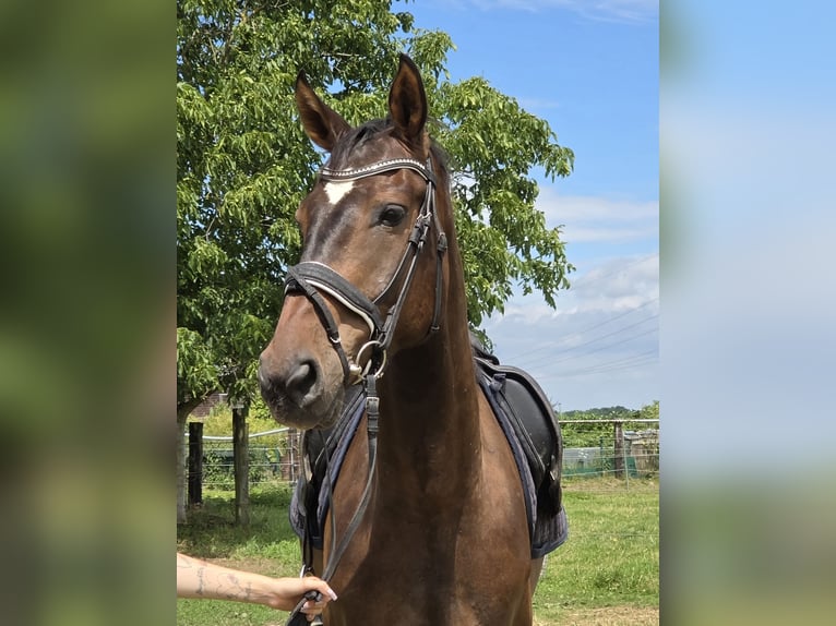 Zangersheide Caballo castrado 5 años 176 cm Castaño oscuro in Wachtendonk