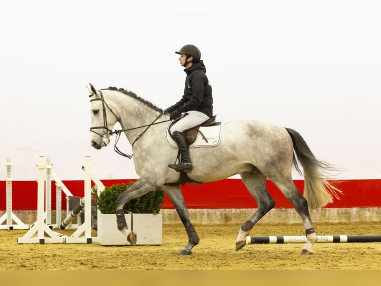 Zangersheide Caballo castrado 5 años 176 cm Tordo in Waddinxveen