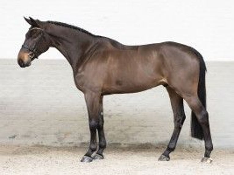 Zangersheide Caballo castrado 5 años 177 cm Castaño oscuro in Heerde