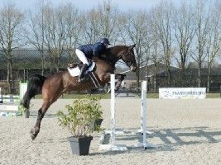 Zangersheide Caballo castrado 5 años 177 cm Castaño oscuro in Heerde