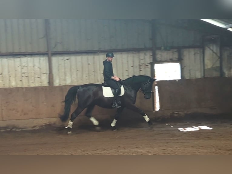 Zangersheide Caballo castrado 5 años 177 cm Negro in Wijk en Aalburg