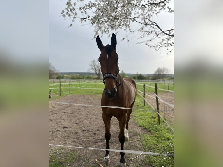 Zangersheide Caballo castrado 5 años 178 cm Castaño in Großostheim