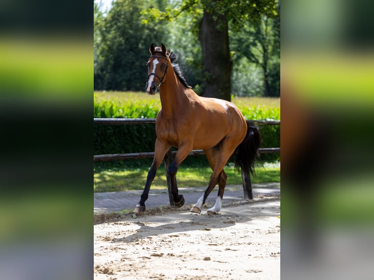 Zangersheide Caballo castrado 5 años 178 cm Castaño in DenekampDenekamp