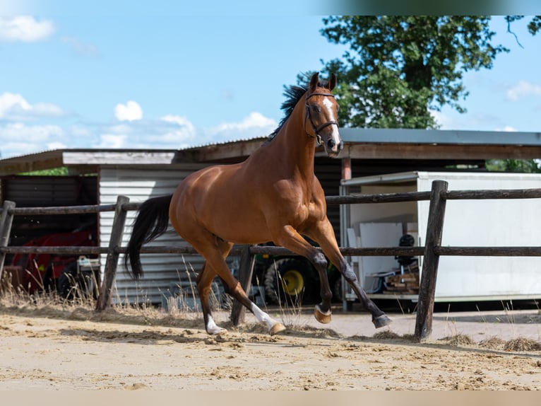 Zangersheide Caballo castrado 5 años 178 cm Castaño in DenekampDenekamp