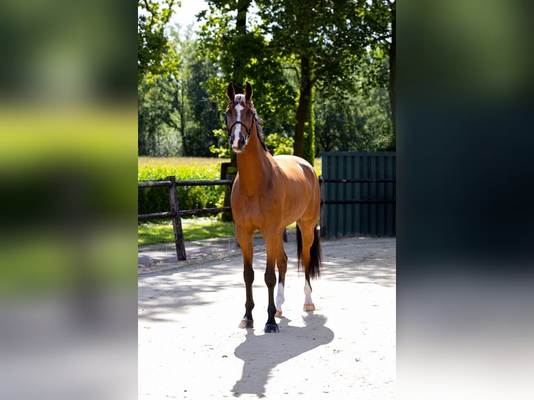 Zangersheide Caballo castrado 5 años 178 cm Castaño in DenekampDenekamp