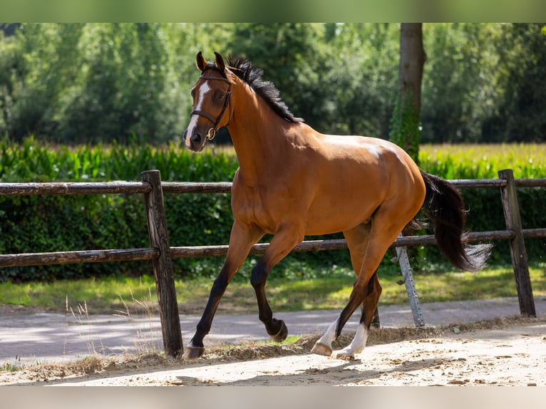 Zangersheide Caballo castrado 5 años 178 cm Castaño in DenekampDenekamp