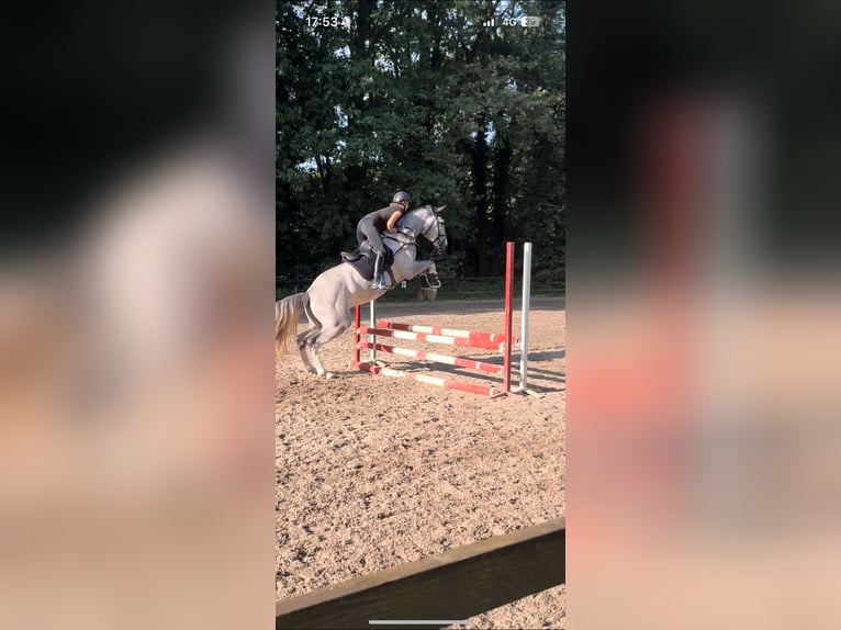 Zangersheide Caballo castrado 5 años 178 cm Tordo in Veldhoven