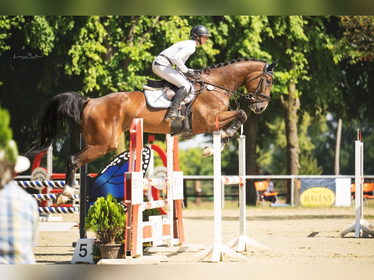 Zangersheide Caballo castrado 5 años 179 cm Castaño in Nettetal