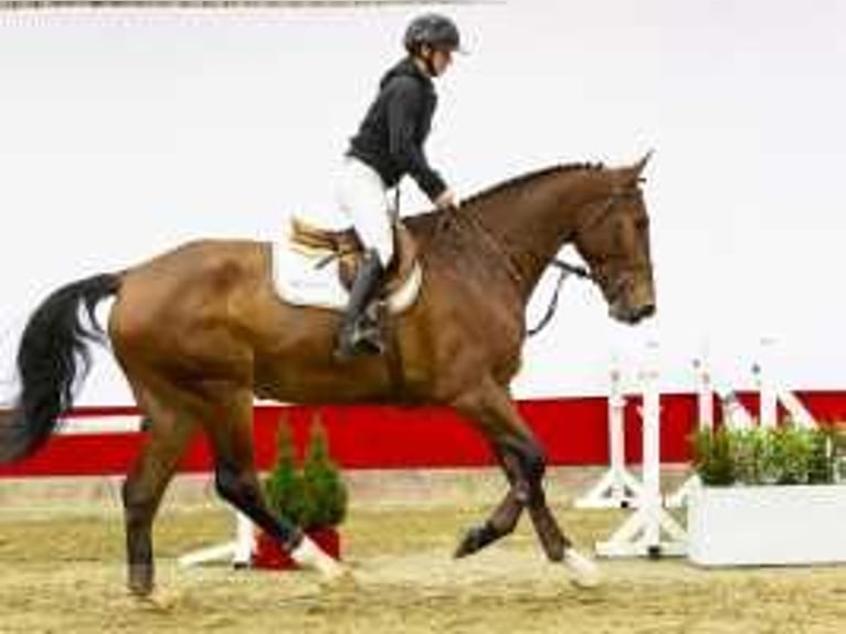 Zangersheide Caballo castrado 5 años 179 cm Castaño in Waddinxveen