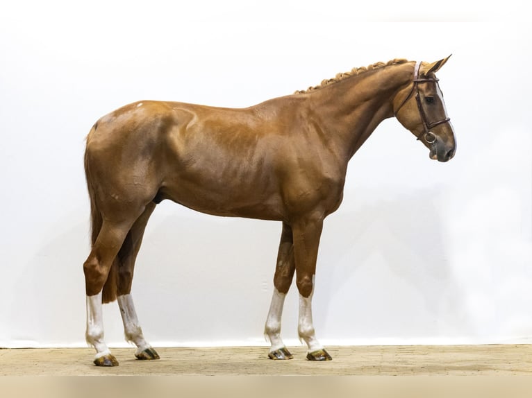 Zangersheide Caballo castrado 5 años 180 cm in Waddinxveen