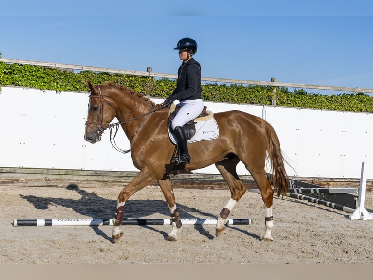 Zangersheide Caballo castrado 5 años 180 cm in Waddinxveen