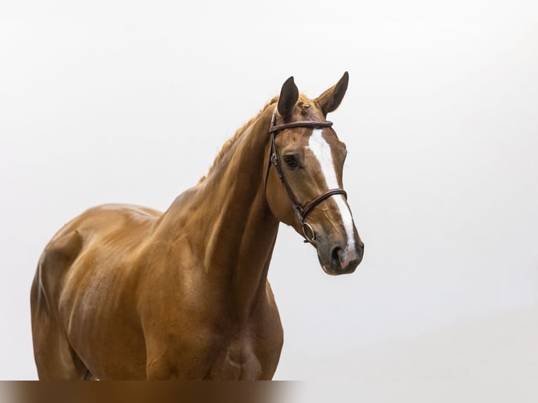 Zangersheide Caballo castrado 5 años 180 cm in Waddinxveen