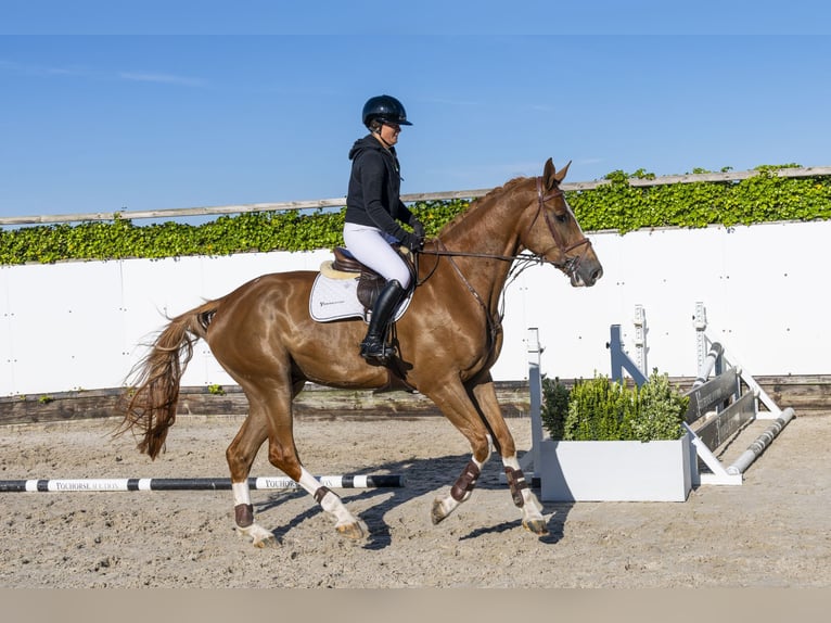 Zangersheide Caballo castrado 5 años 180 cm in Waddinxveen