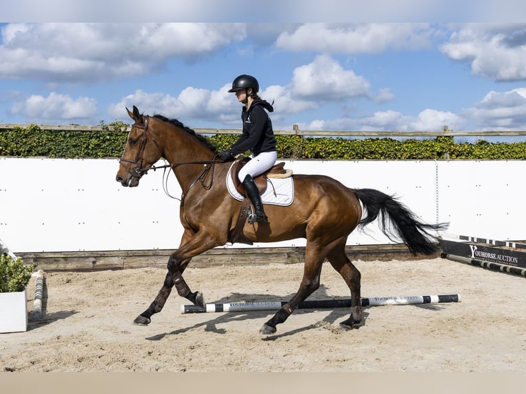 Zangersheide Caballo castrado 5 años 180 cm  in Waddinxveen