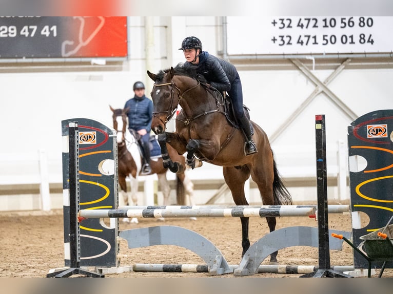 Zangersheide Caballo castrado 5 años 180 cm Castaño in Bocholt