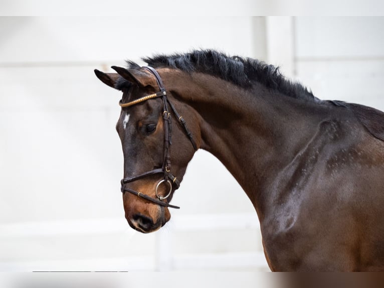 Zangersheide Caballo castrado 5 años 180 cm Castaño in Bocholt