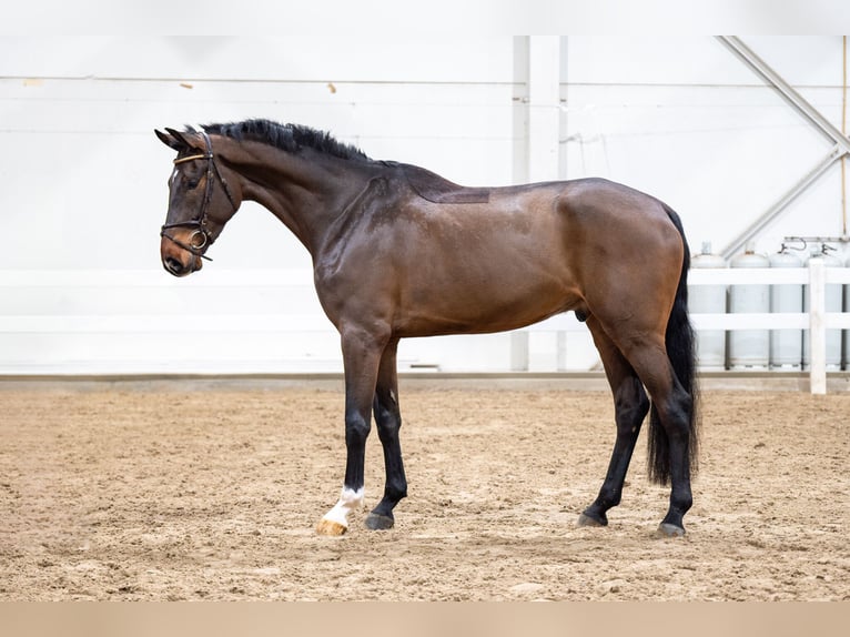 Zangersheide Caballo castrado 5 años 180 cm Castaño in Bocholt