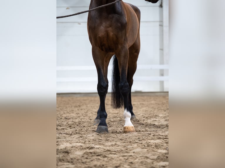 Zangersheide Caballo castrado 5 años 180 cm Castaño in Bocholt