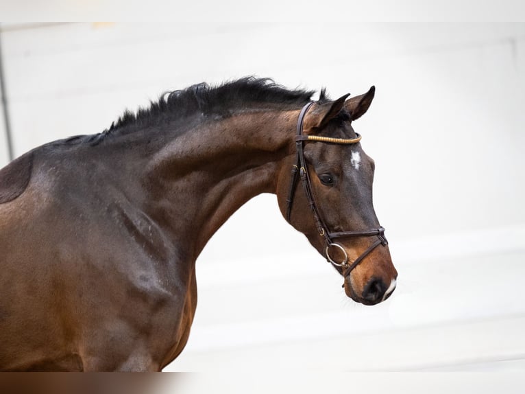 Zangersheide Caballo castrado 5 años 180 cm Castaño in Bocholt