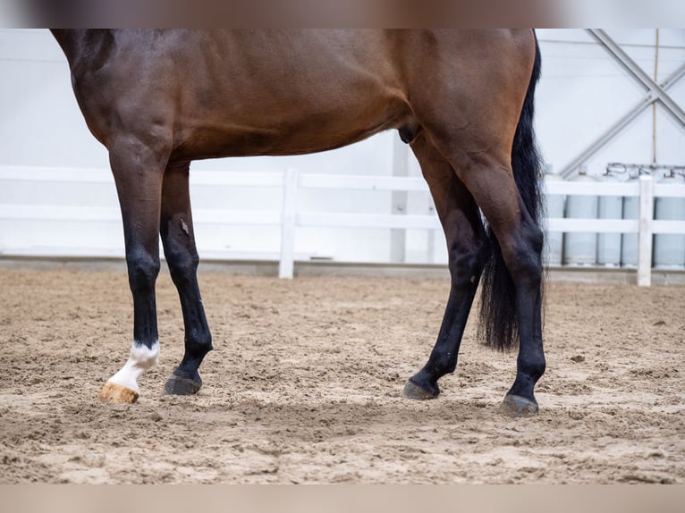 Zangersheide Caballo castrado 5 años 180 cm Castaño in Bocholt