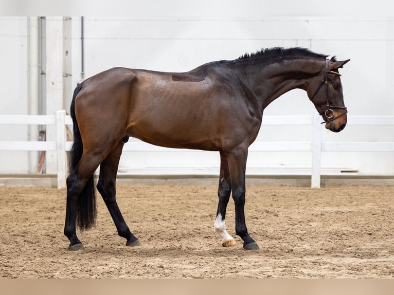 Zangersheide Caballo castrado 5 años 180 cm Castaño in Bocholt