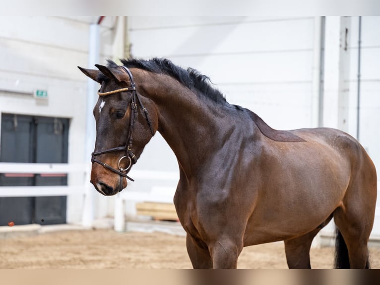 Zangersheide Caballo castrado 5 años 180 cm Castaño in Bocholt