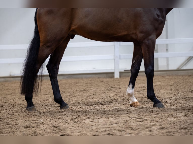 Zangersheide Caballo castrado 5 años 180 cm Castaño in Bocholt