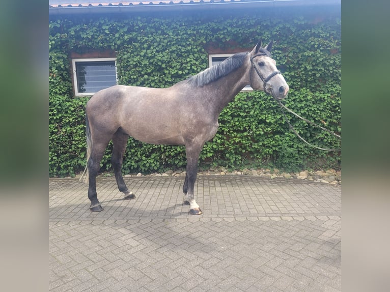 Zangersheide Caballo castrado 5 años 180 cm Tordo in Bottrop