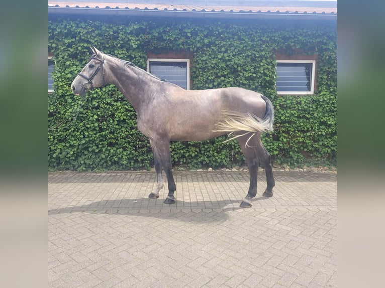 Zangersheide Caballo castrado 5 años 180 cm Tordo in Bottrop