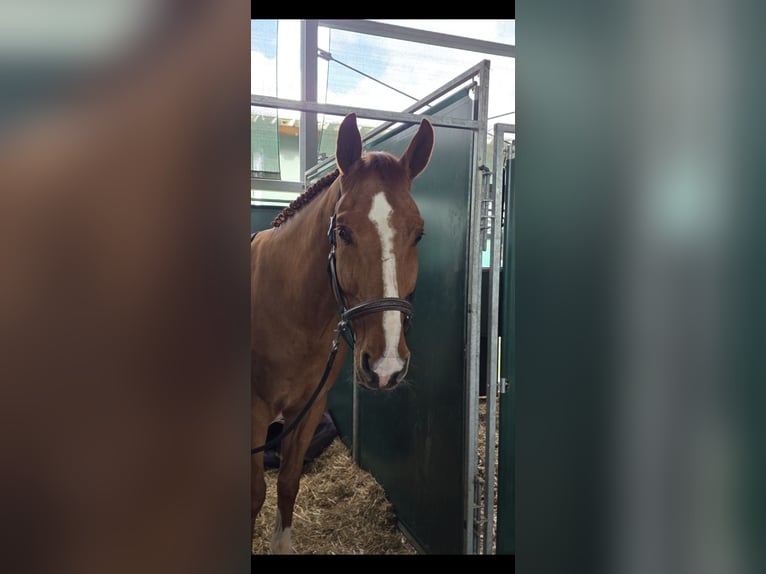 Zangersheide Caballo castrado 5 años Alazán in Rankweil