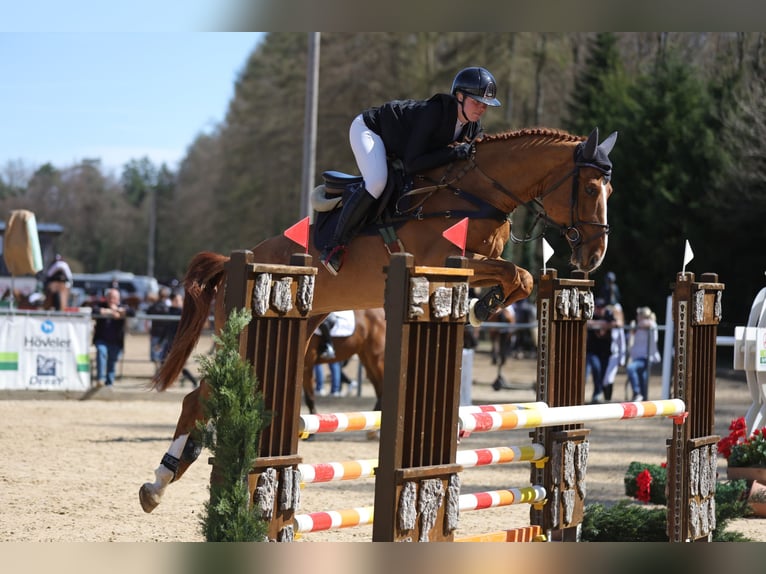 Zangersheide Caballo castrado 5 años Alazán in Rankweil