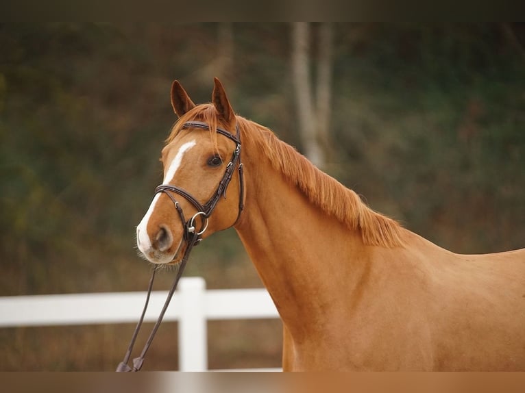Zangersheide Caballo castrado 5 años Alazán in St. Josefen